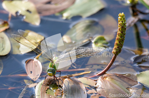 Image of green Emperor Dragonfly on pond, Czech Republic