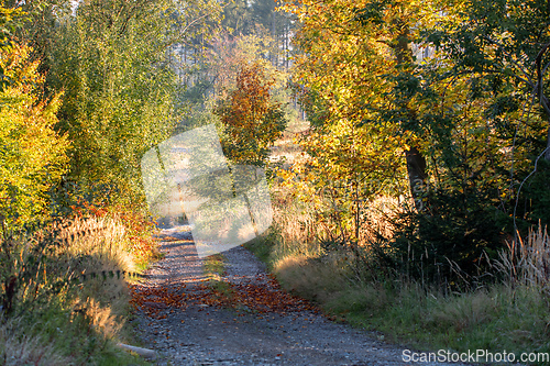 Image of Countryside landscape, late summer, with fall colored tree