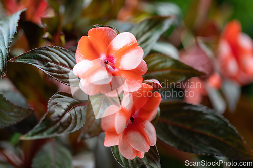 Image of red flower New Guinea impatiens