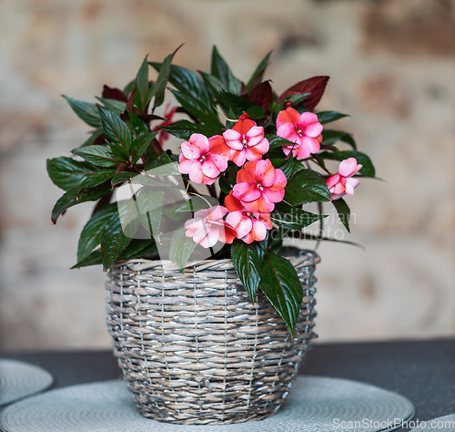 Image of pink flower New Guinea impatiens