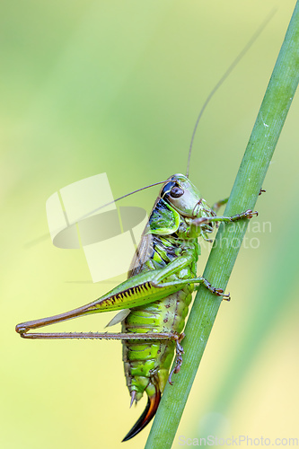 Image of insect Roesel's Bush-cricket on a green grass leaf