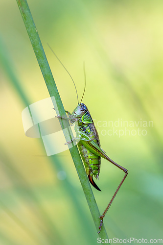 Image of insect Roesel's Bush-cricket on a green grass leaf