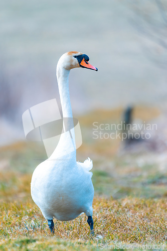 Image of common big bird mute swan walking on the shore of the pond