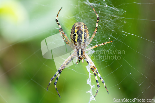Image of Argiope bruennichi (wasp spider) on web