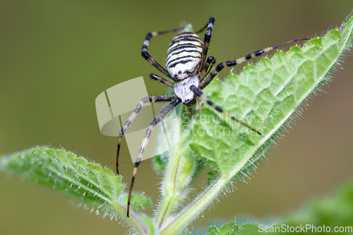 Image of Argiope bruennichi (wasp spider) on web