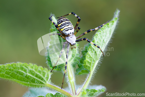 Image of Argiope bruennichi (wasp spider) on web