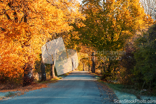 Image of fall colored trees in alley in countryside