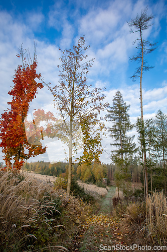 Image of fall autumn season with beautiful colored tree