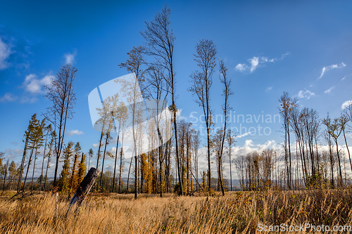 Image of fall autumn season in deforested plain