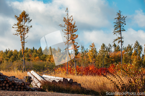 Image of fall autumn season with beautiful colored tree