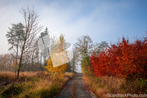 Image of fall autumn season with beautiful colored tree