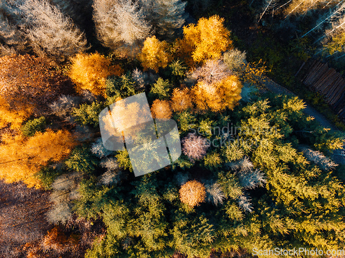 Image of Aerial view of beautiful forest in autumn