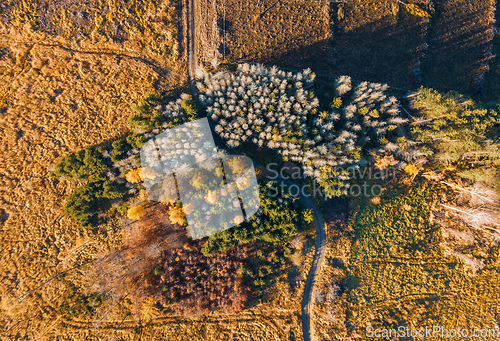 Image of Aerial view of beautiful forest in autumn