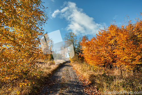 Image of Countryside landscape, autumn season, with fall colored tree