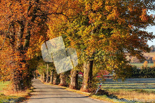 Image of fall colored trees in alley in countryside