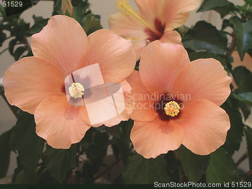 Image of Hibiscus Flower