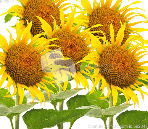 Image of Many Sunflower flowers