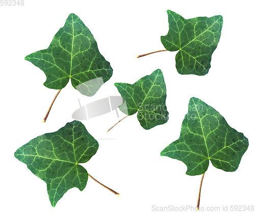 Image of Ivy Hedera plant leaf isolated over white