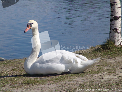 Image of Swan