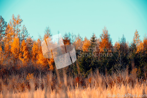 Image of fall autumn season with beautiful colored tree