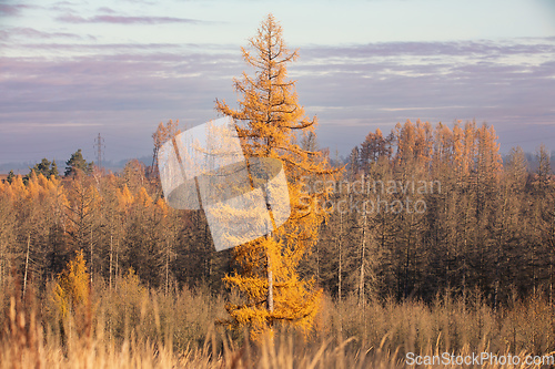 Image of fall autumn season with beautiful colored tree