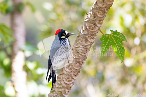 Image of Acorn woodpecker (Melanerpes formicivorus), San Gerardo, Costa Rica