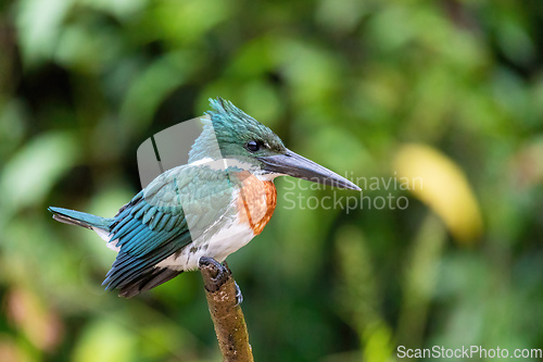Image of Amazon Kingfisher (Chloroceryle amazona), Cano Negro Costa Rica