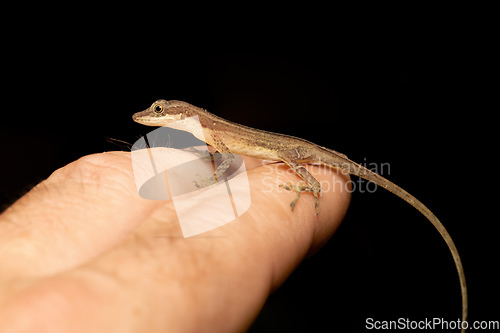 Image of Anolis Limifrons, Cano Negro, Costa Rica
