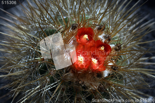 Image of blossoming cactus