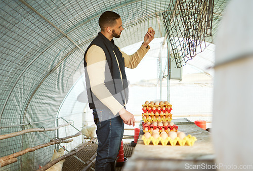 Image of Man, tray or chicken eggs check in food industry sales, logistics export orders or quality control management on countryside farming coop. Farmer, poultry birds or protein production stock for retail