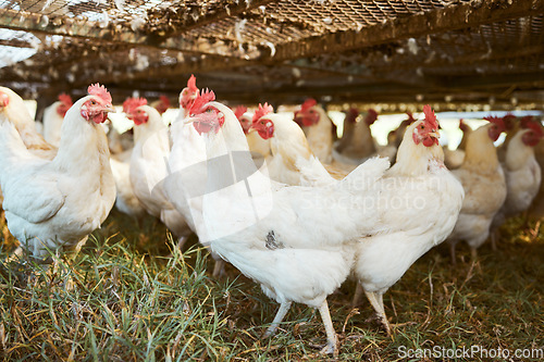 Image of Sustainability, agriculture and chicken on an empty farm for free range or organic poultry farming in the countryside. Nature, grass and birds with a flock of animals on a field, meadow or coop