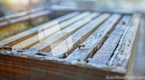 Image of Bees, beekeeping and farm with wood box for honey production, natural and organic product outdoor. Bee zoom, farming and sustainability with environment, food and nutrition with honeycomb and beeswax