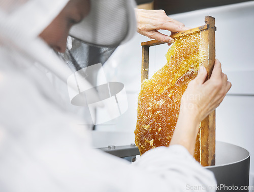 Image of Honeycomb, beekeeper and bee farming inspection for organic food industry, product nutrition and bees agriculture maintenance. Honey, beekeeping farmer and small business for beeswax production