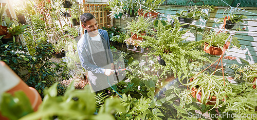 Image of Plant shop, green plants and black man watering flower with quality check of natural product care. Garden, water and sustainability small business owner doing an inspection on calm gardening growth