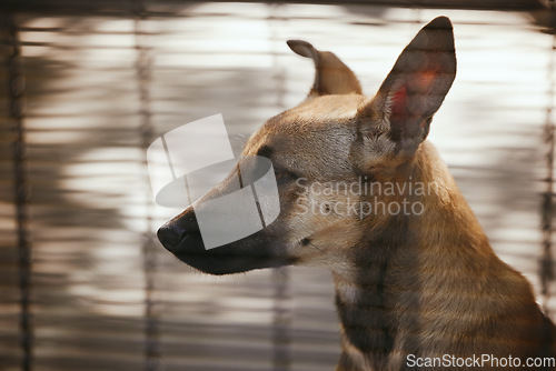 Image of Adoption, sad and dog in a cage at a shelter, waiting for a home and homeless in a kennel. Love, lonely and pet animal abandoned as a rescue, depressed and unhappy at a society for lost animals