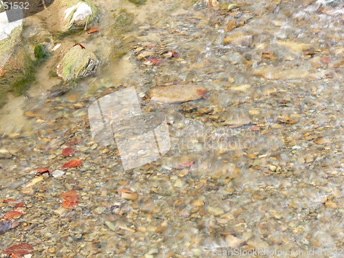 Image of river with leafs