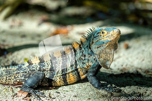 Image of Black spiny-tailed iguana (Ctenosaura similis), Manuel Antonio National Park, Costa Rica wildlife