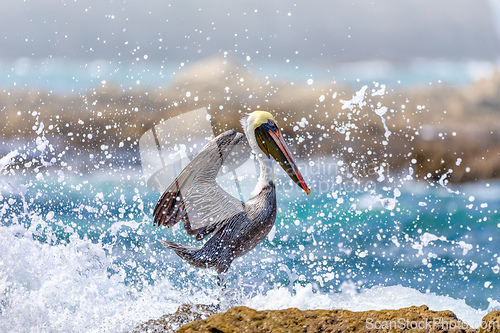 Image of Brown pelican (Pelecanus occidentalis) Ocotal Beach, Costa Rica