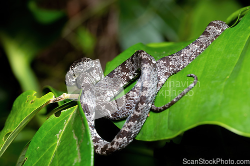 Image of Clouded snake (Sibon nebulatus), Tortuguero, Costa Rica wildlife