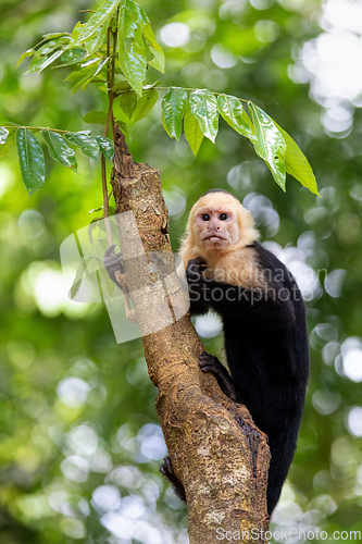 Image of Colombian white-faced capuchin (Cebus capucinus), Manuel Antonio National Park, Costa Rica