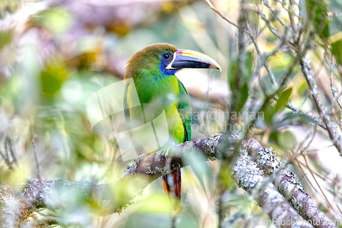 Image of Emerald toucanet (Aulacorhynchus prasinus), San Gerardo, Costa Rica