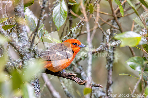 Image of Flame-colored tanager male (Piranga bidentata) San Gerardo de Dota, Costa Rica