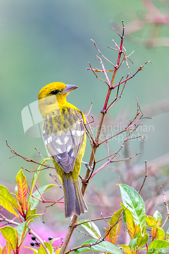 Image of Flame-colored tanager female (Piranga bidentata) San Gerardo de Dota, Costa Rica