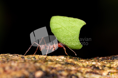 Image of Leafcutter ant (Atta cephalotes)