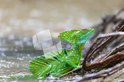 Image of Plumed green basilisk (Basiliscus plumifrons) Cano Negro, Costa Rica wildlife