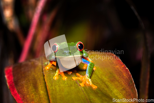 Image of Red-eyed tree frog (Agalychnis callidryas) Cano Negro, Costa Rica wildlife