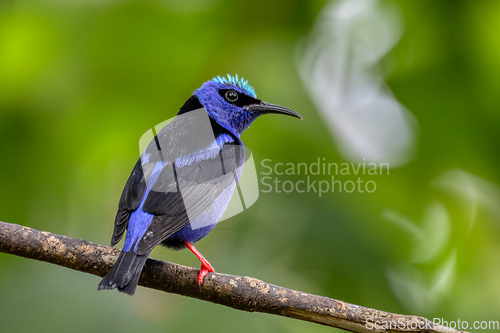 Image of Red-legged honeycreeper (Cyanerpes cyaneus), La Fortuna, Costa Rica