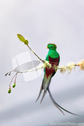 Image of Resplendent quetzal (Pharomachrus mocinno), San Gerardo de Dota, Wildlife and birdwatching in Costa Rica.