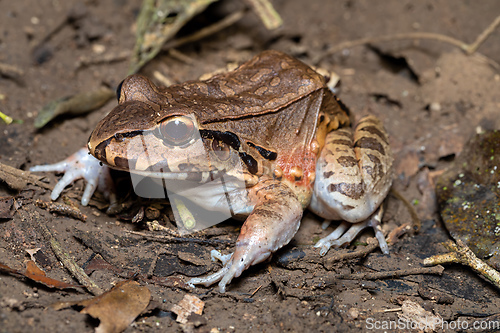 Image of Savages thin-toed frog (Leptodactylus savagei), Carara National Park, Tarcoles, Costa Rica wildlife.