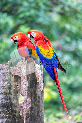 Image of Scarlet macaw (Ara macao), Quepos Costa Rica.
